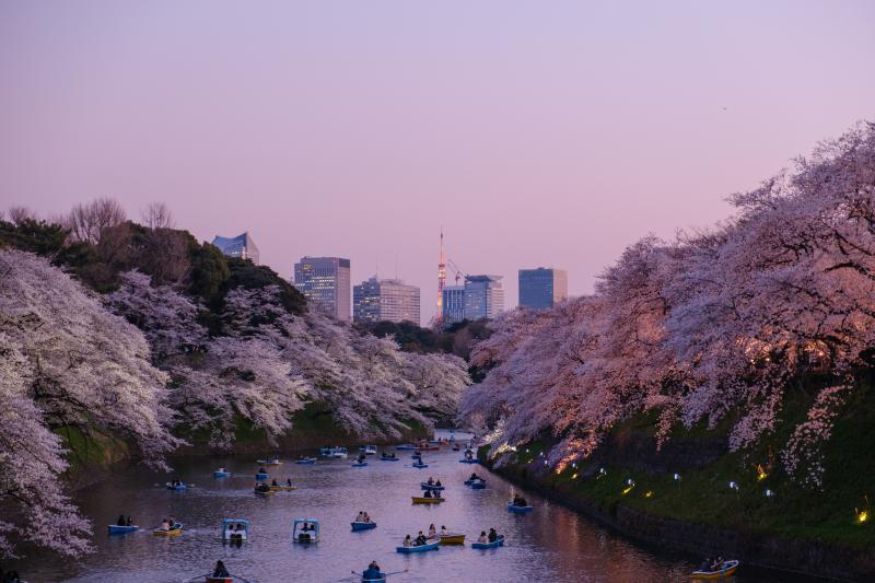 Chidorigafuchi Sakura