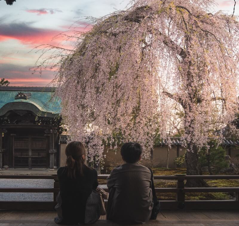 Romantic Time While Viewing the Pink Sakura