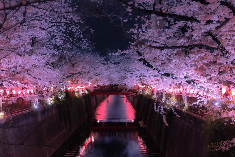 Meguro River Sakura