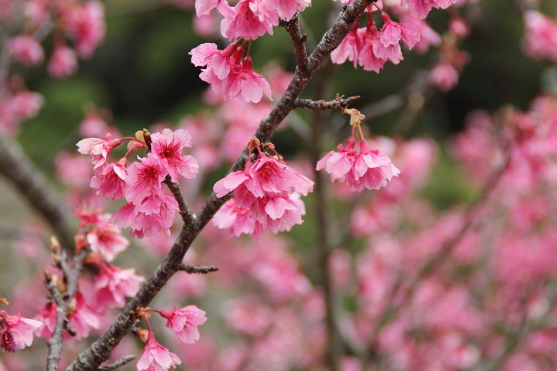 Okinawa Sakura 2025 Admire Japan's Earliest Cherry Blossom Festival