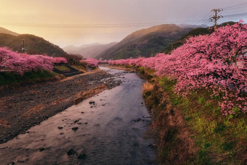 Kawazu Cherry Blossom 2024 the Earliest Sakura Festival in Eastern Japan