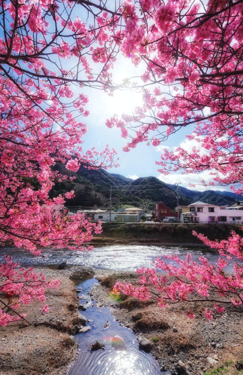 Kawazu Cherry Blossom 2024 the Earliest Sakura Festival in Eastern Japan