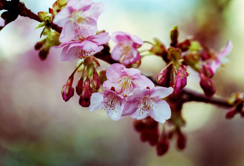 Kawazu Cherry Blossom 2025 The Earliest Sakura Festival in Eastern Japan