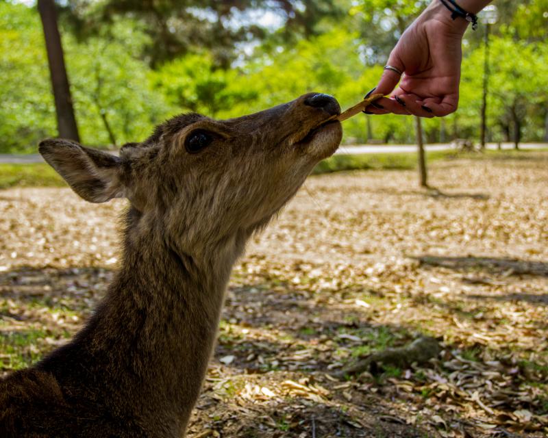 Friendly Deer in Nara Park