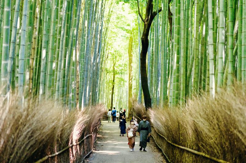 Sagano Bamboo Forest