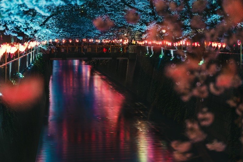 Meguro River Sakura