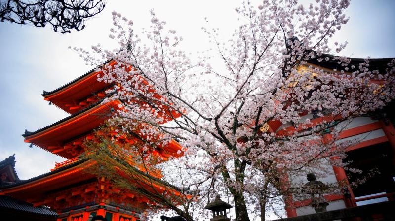 Senso-ji Temple Cherry Blossom