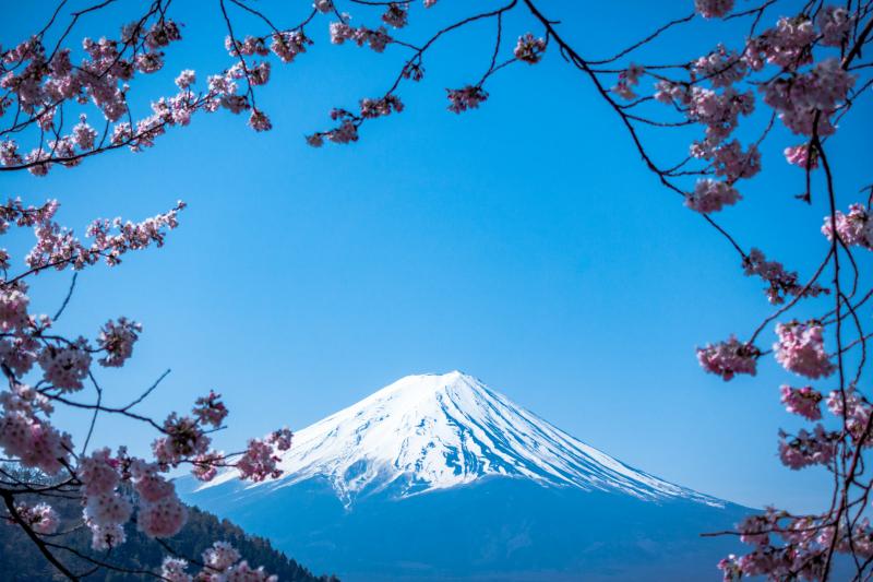Mount Fuji Cherry Blossom