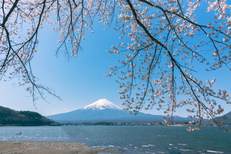 Fuji Kawaguchiko Cherry Blossom Festival