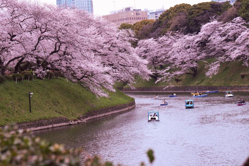Chidorigafuchi Cherry Blossoms