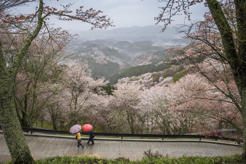 Mount Yoshino Sakura
