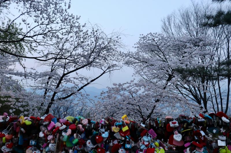 Namsan Cherry Blossom, Korea