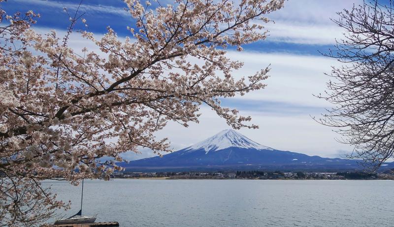 Kawaguchiko Cherry Blossom, Japan
