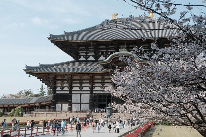 Tōdai-ji Temple Cherry Blossom Season, Nara, Japan