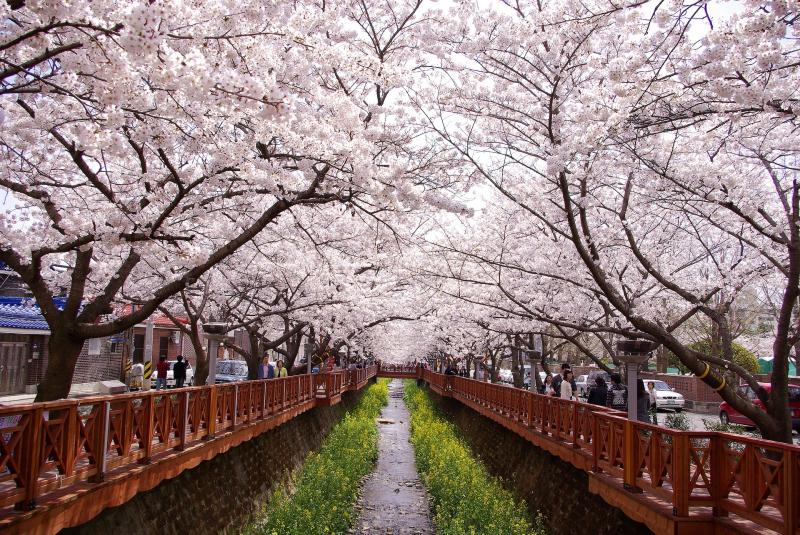 Jinhae Gunhangje Cherry Blossom, Korea