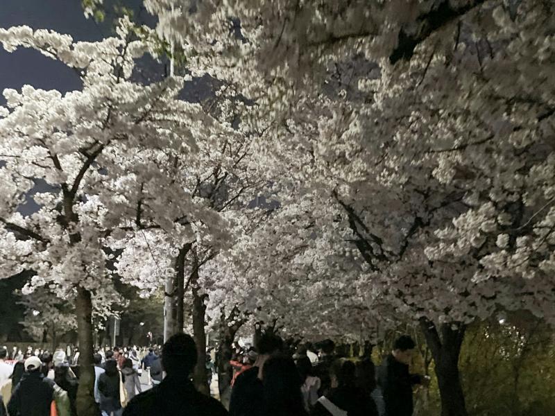 Yeouido Cherry Blossom Festival, Korea