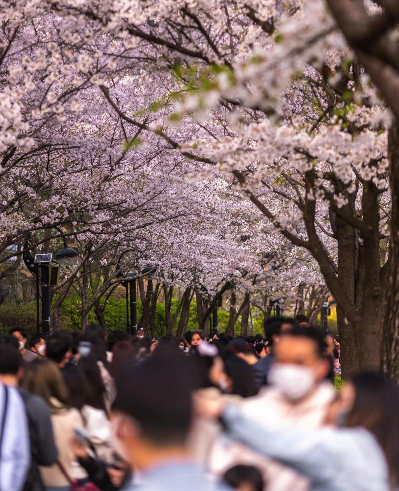 Seokchon Lake Cherry Blossom, Korea