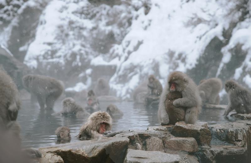 Monkey Hot Springs Japan