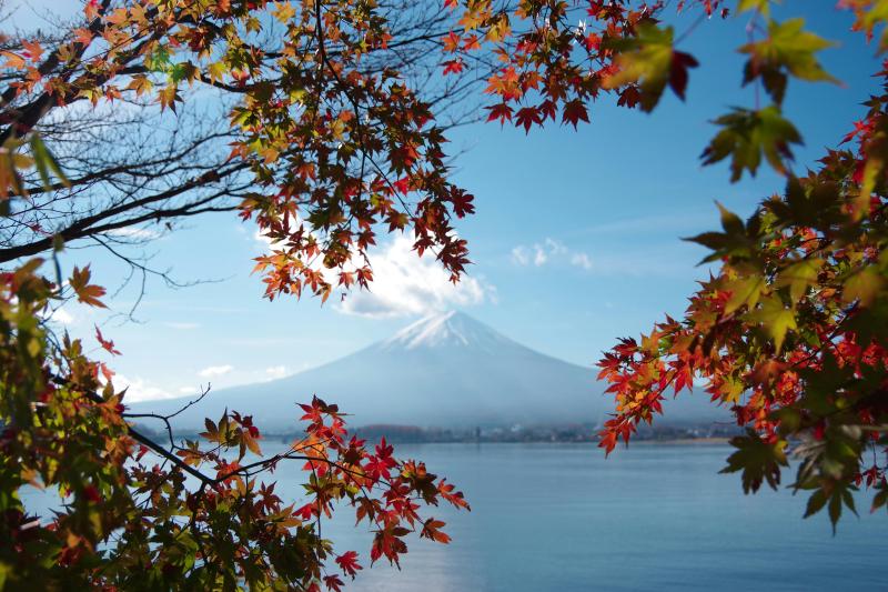 Kawaguchiko Autumn Leaves Festival 2024 Enjoy the Best Mt Fuji Fall