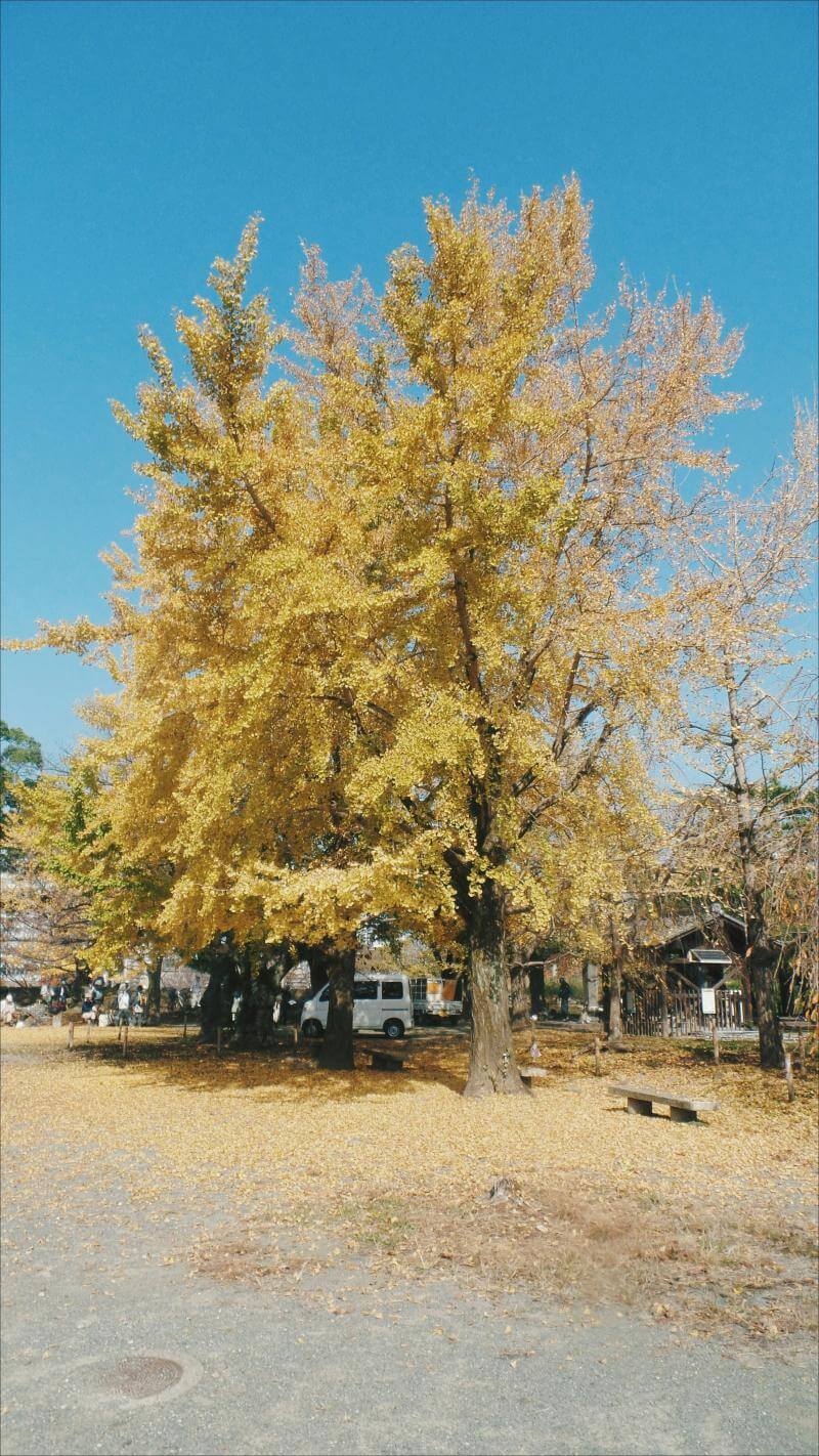 Fukuoka Fall Foliage 2024: Enjoy the Best Kyushu Autumn Leaves