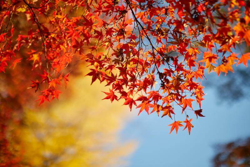 Japanese Red Maple Season 2024: Ultimate Guide to Japan Fall Foliage