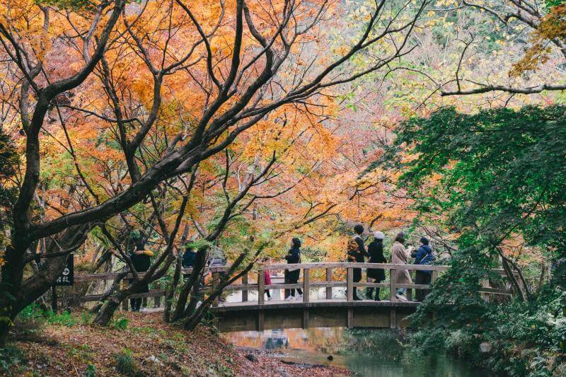 Fall Foliage 2024: Best Places to See Autumn Leaves in Japan