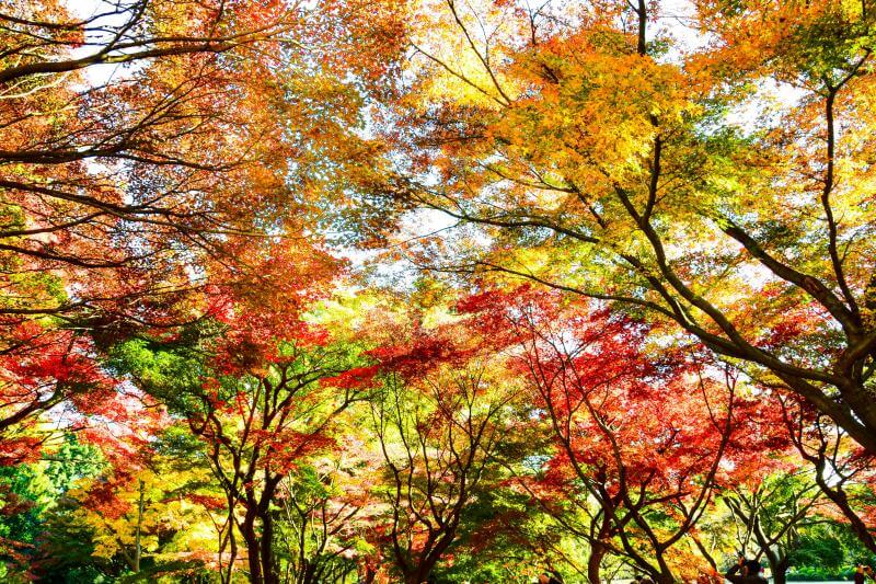 Fall Foliage 2024: Best Places to See Autumn Leaves in Japan
