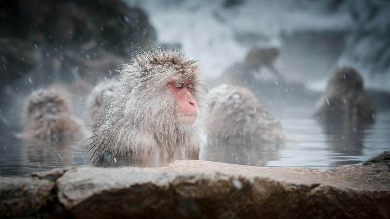 Best Things to Do in Japan in Winter Must Include Watching Snow Monkeys Bathing in Onsen