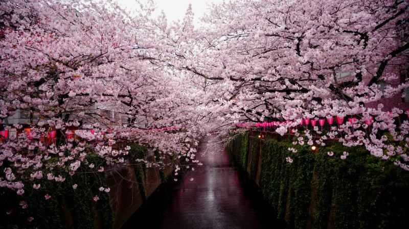 Meguro River Cherry Blossoms Promenade Is Fantastic in Japan in March