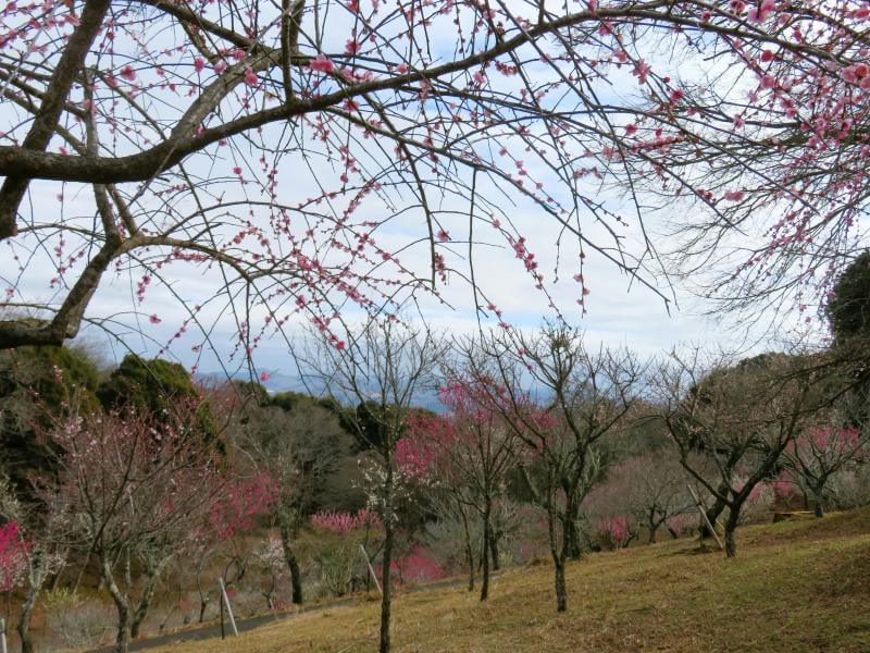 Enjoy Plum Blossom Festival Japan in February