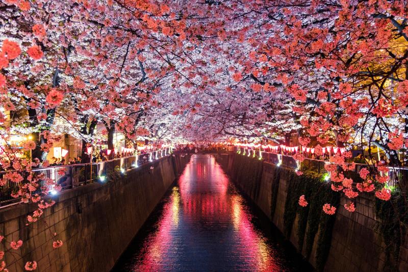 View Cherry Blossoms in March Japan at Meguro River