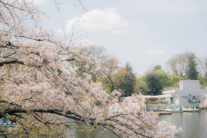 Ueno Park, One of the Best Places to Visit in Japan in March