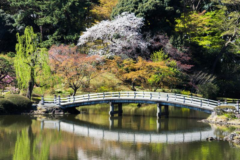 Shinjuku Gyoen Sakura Viewing: One of the Things to Do in Tokyo April