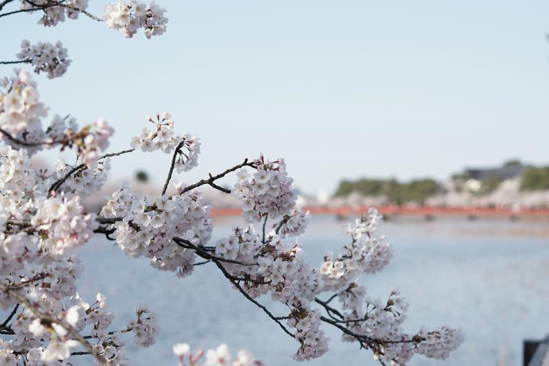 Admire Cherry Blossoms in April Japan at Takada Park