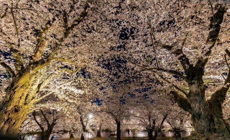 Lit-up Hirosaki Park Is What to See in Japan in April at Night