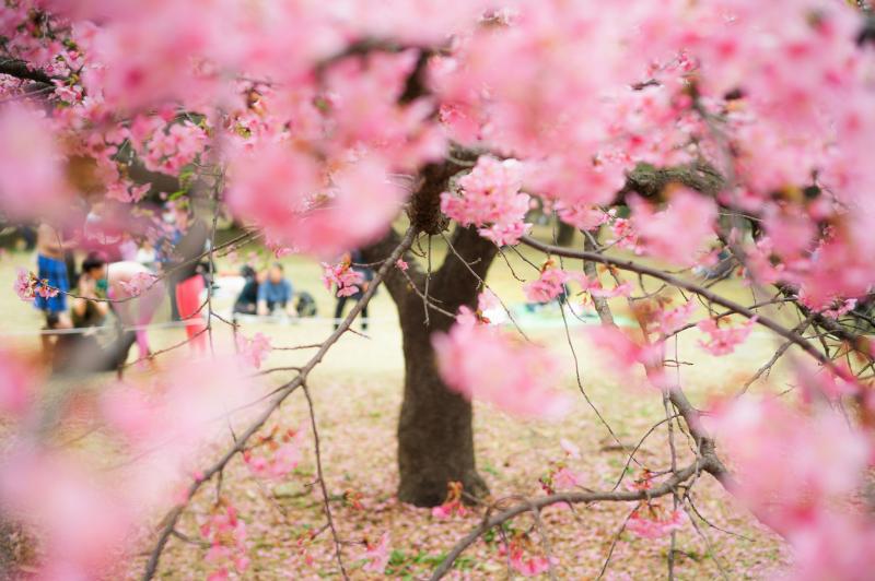 Japan in April Is Pink