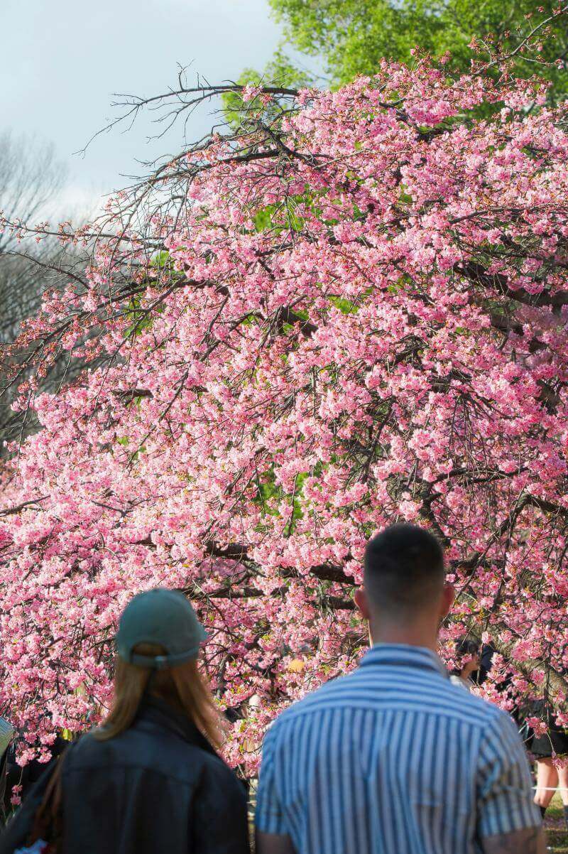 Vibrant Azalea Blossoms at the Azalea Festival 2025