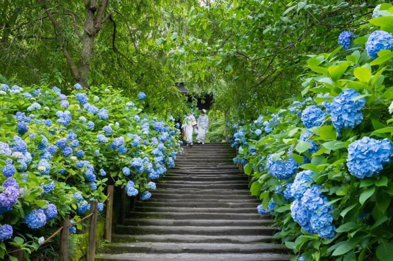 Hydrangeas Is also What to See in Japan in May