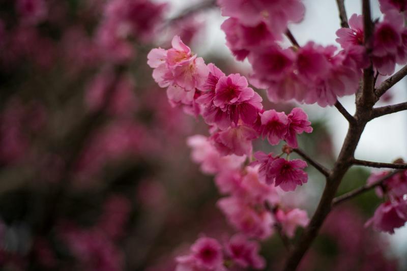 Sakura in Okinawa