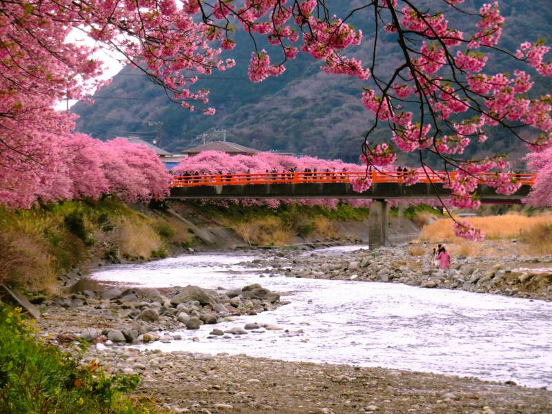 Kawazu Cherry Blossom 2025 The Earliest Sakura Festival in Eastern Japan