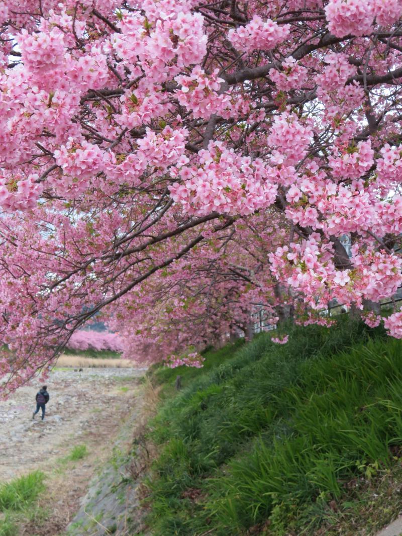 Kawazu Cherry Blossom 2025 The Earliest Sakura Festival in Eastern Japan