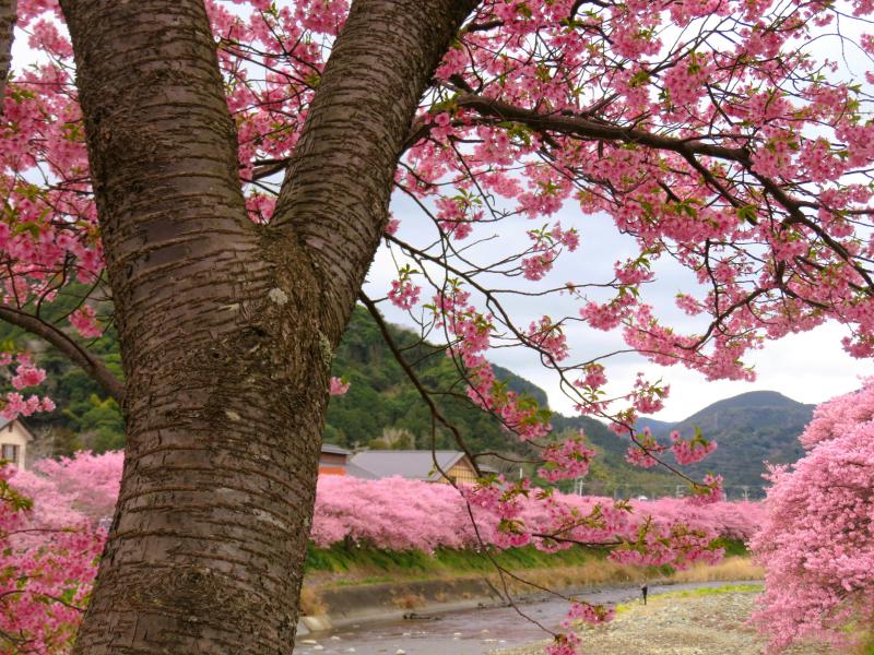 Kawazu Cherry Blossom 2025 The Earliest Sakura Festival in Eastern Japan