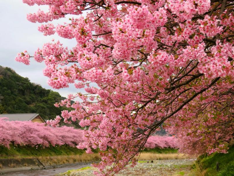Izu Cherry Blossom