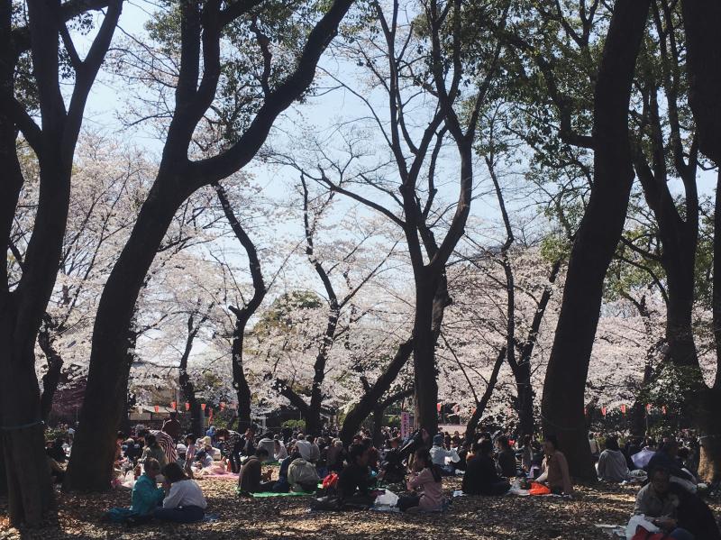 Ueno Park Hanami