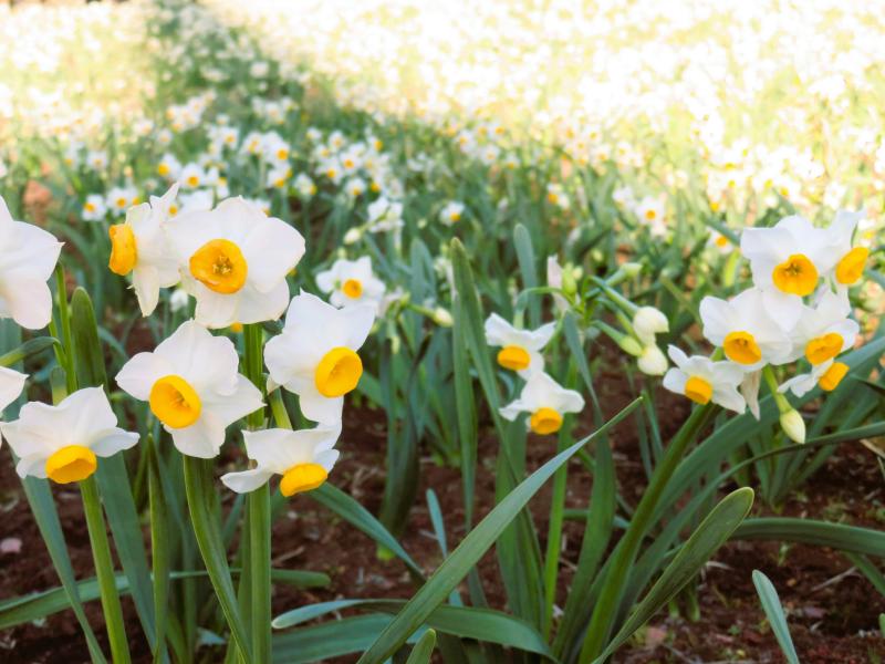 Festivals in Japan in February also Include Narcissus Festival