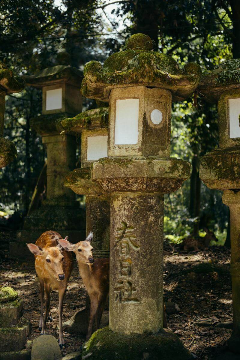 Kasuga Taisha Is One of the Best Places in Japan in February to Meet Nara Deers and Explore Temple
