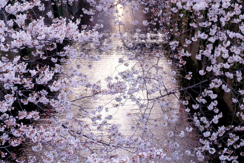 Sakura of Meguro River