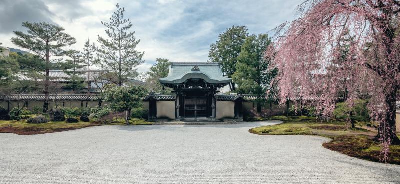 Cherry Blossom Kyoto at Kōdaiji Temple