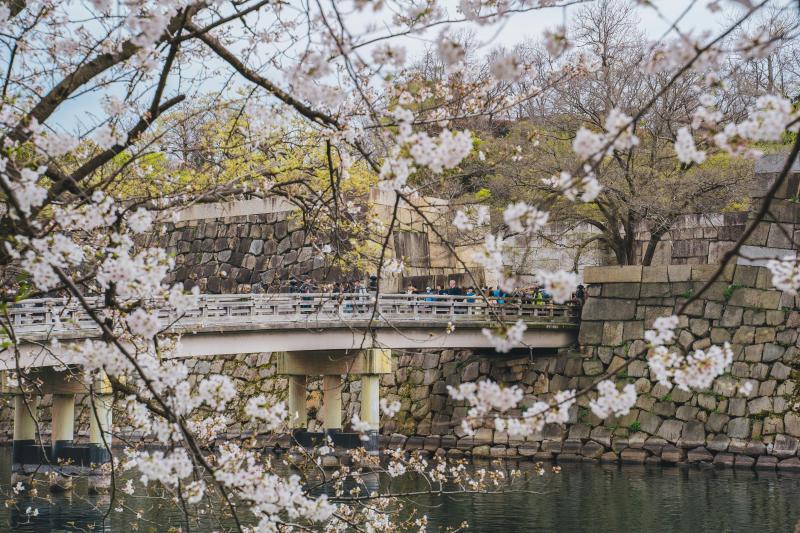 Osaka Cherry Blossom Season