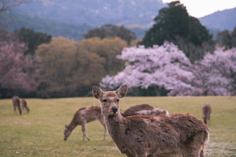 Nara Sakura Season